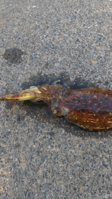 エギング　なかなか釣れません